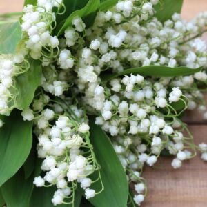muguet