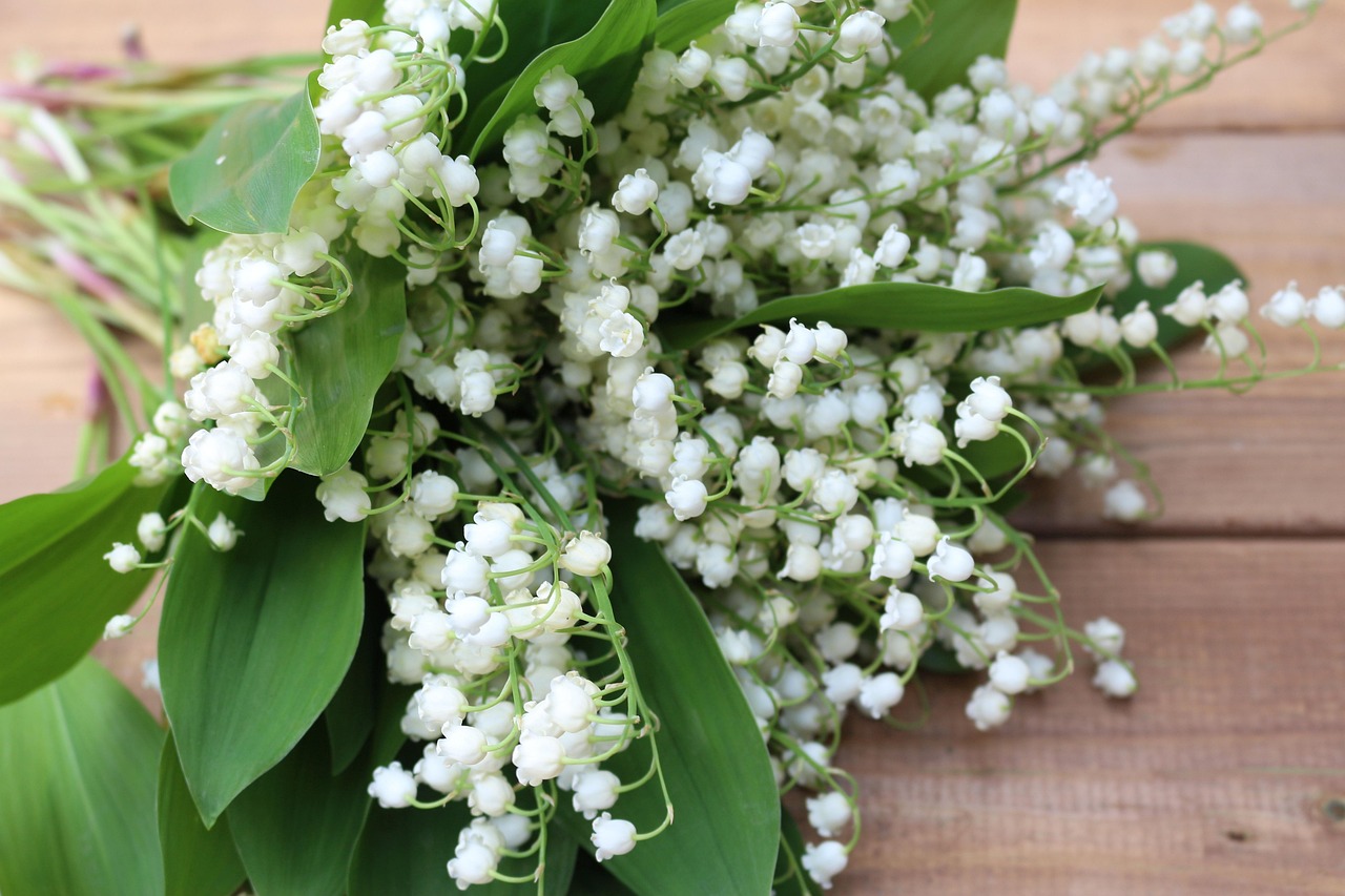 muguet